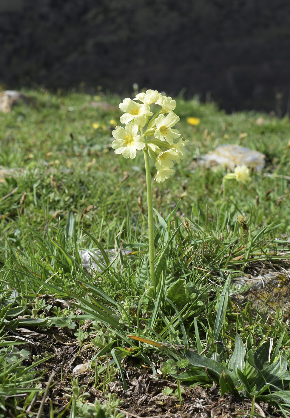 Image of Primula intricata specimen.