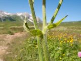 Doronicum macrophyllum. Средние части побегов. Адыгея, Кавказский биосферный заповедник, Абадзешский перевал, ≈ 2000 м н.у.м., субальпийский луг. 19.07.2015.