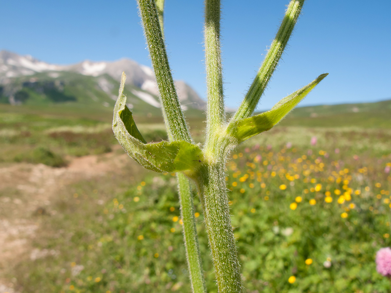 Image of Doronicum macrophyllum specimen.