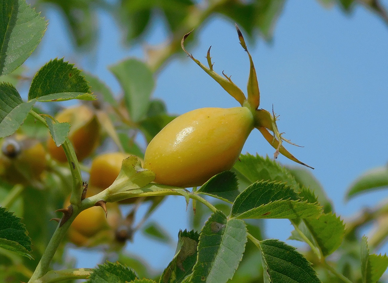 Image of Rosa dumalis specimen.