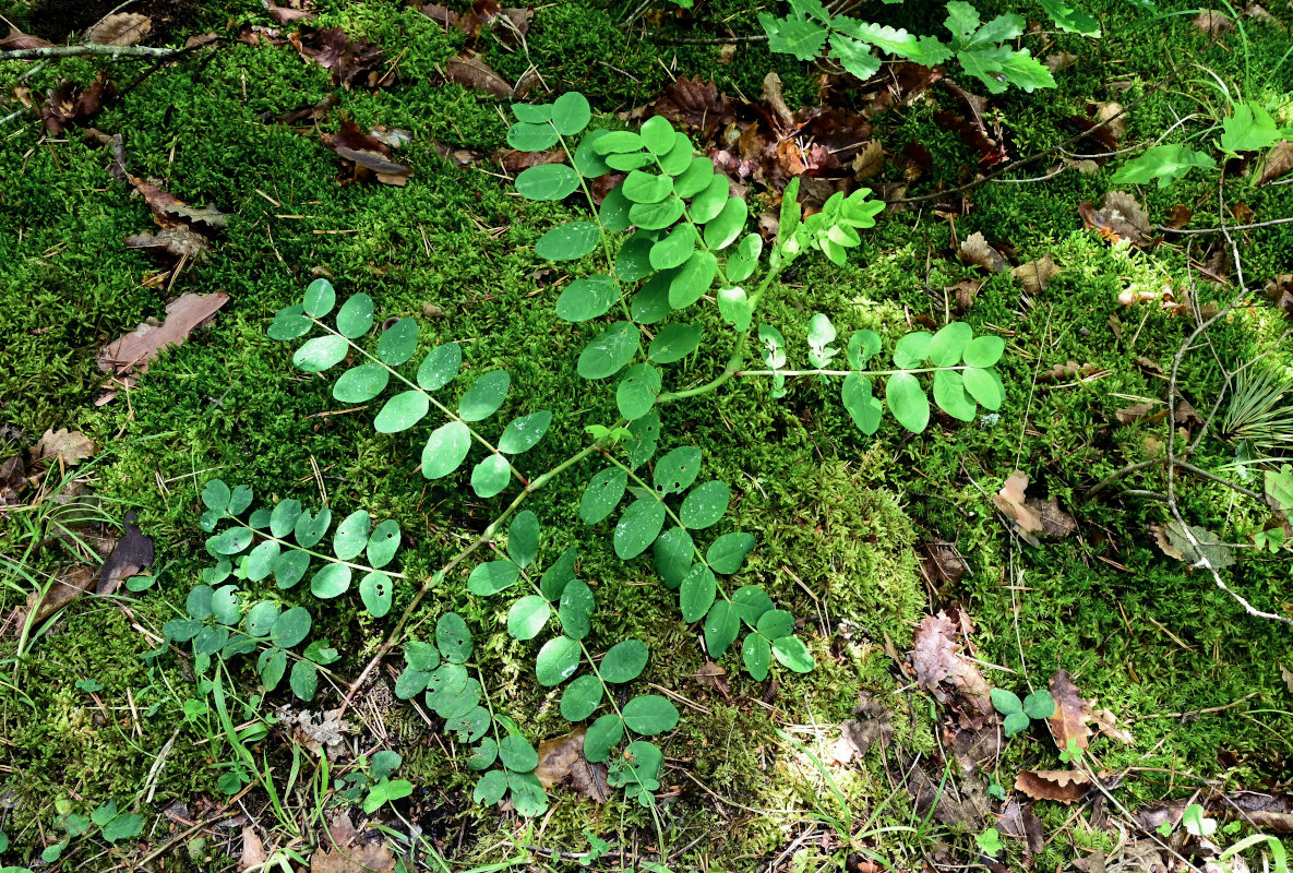 Изображение особи Astragalus glycyphyllos.