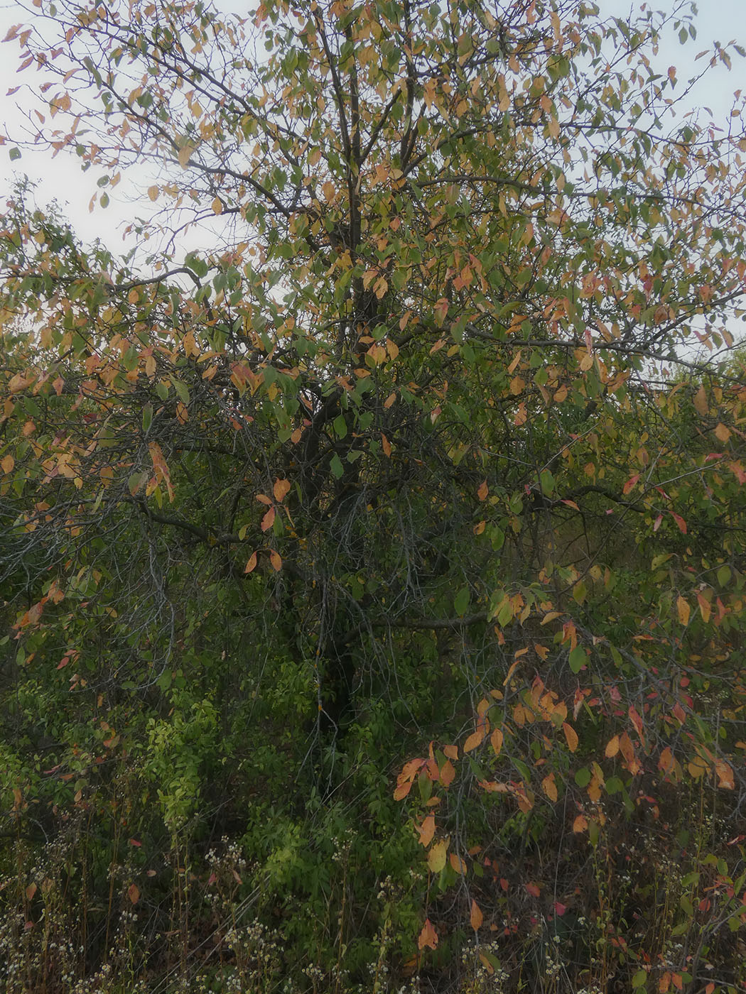 Image of Prunus domestica specimen.