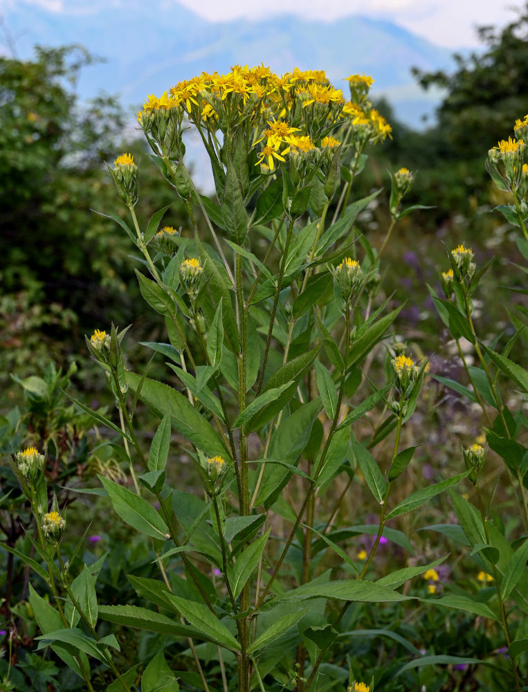 Изображение особи Senecio propinquus.