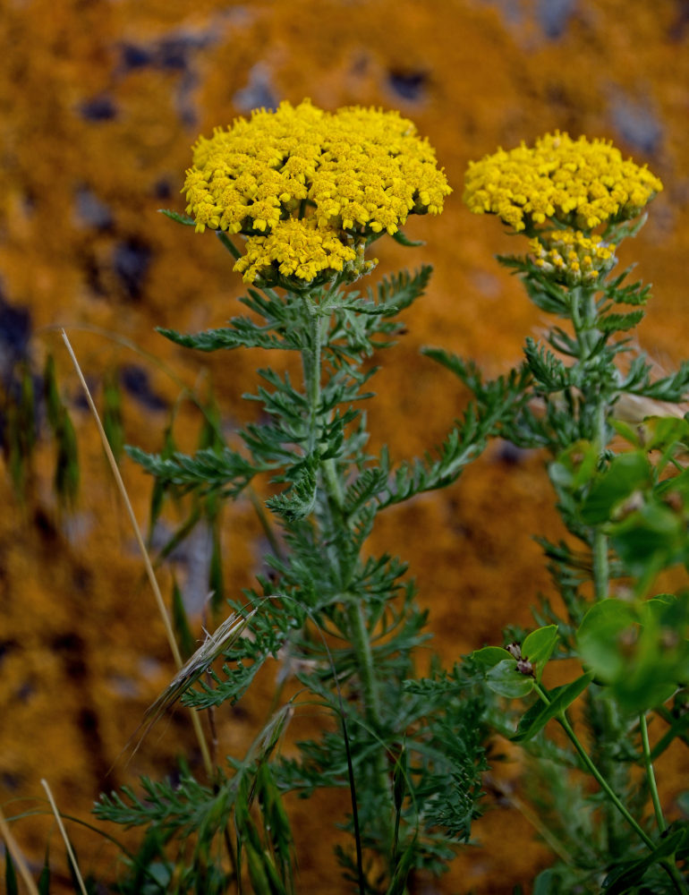 Изображение особи Achillea arabica.