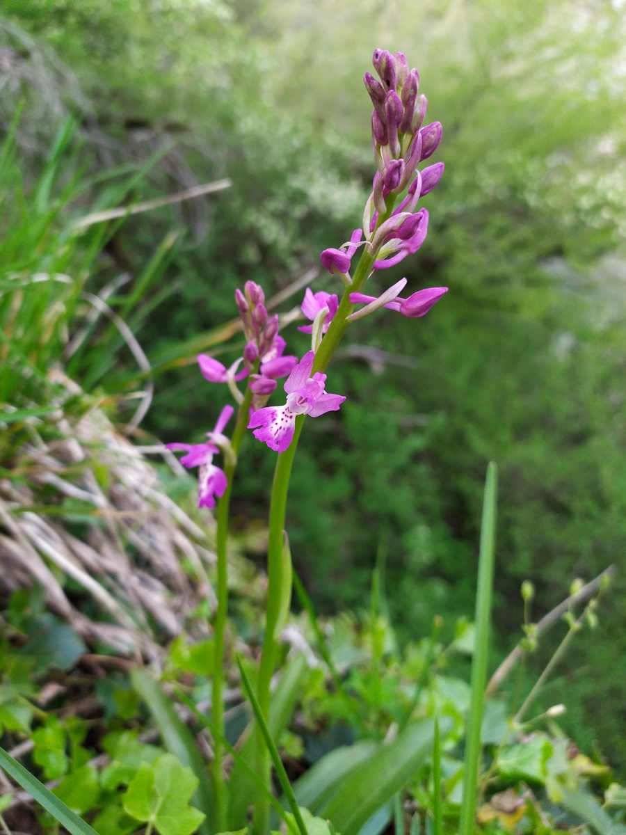 Image of Orchis mascula specimen.