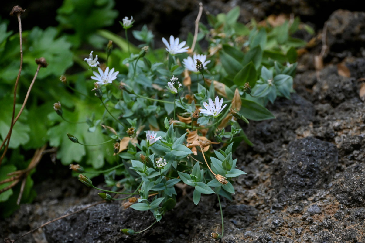 Image of Stellaria ruscifolia specimen.