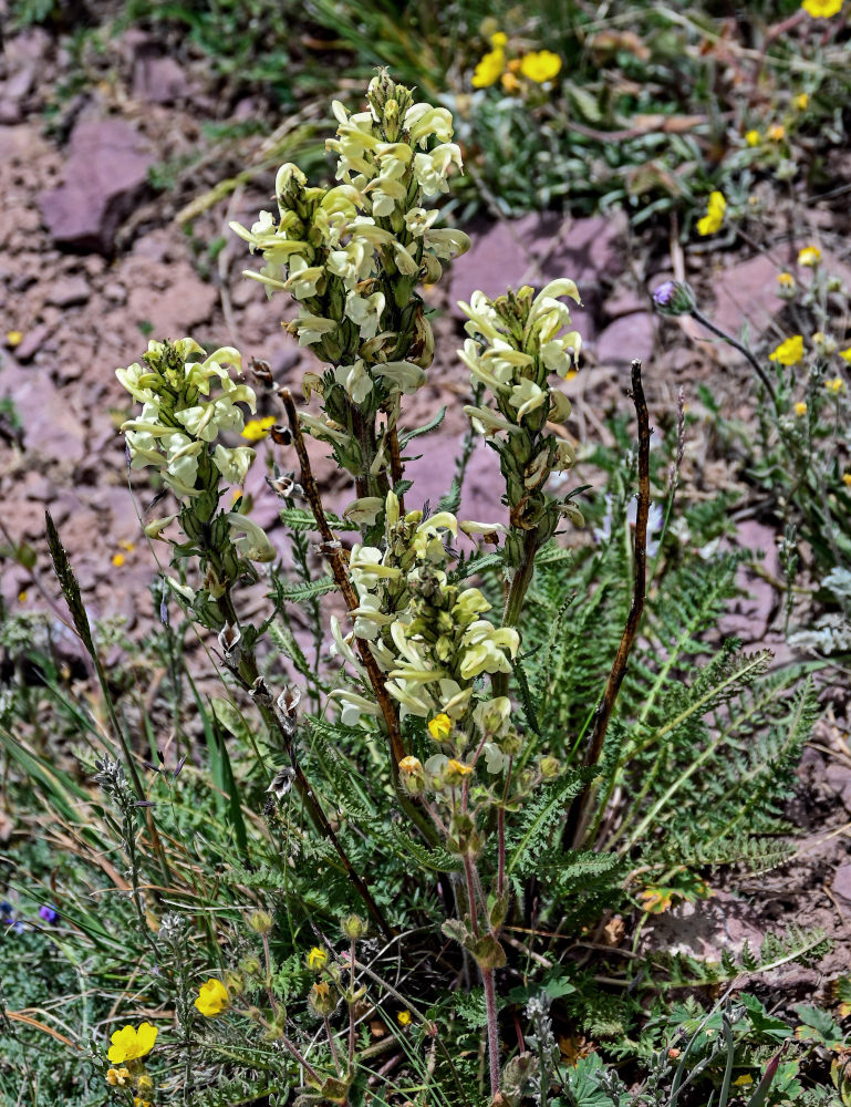 Image of Pedicularis dubia specimen.