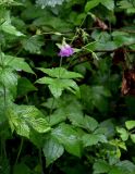 Geranium gracile