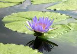 Смотреть изображение Nymphaea nouchali разновидность caerulea