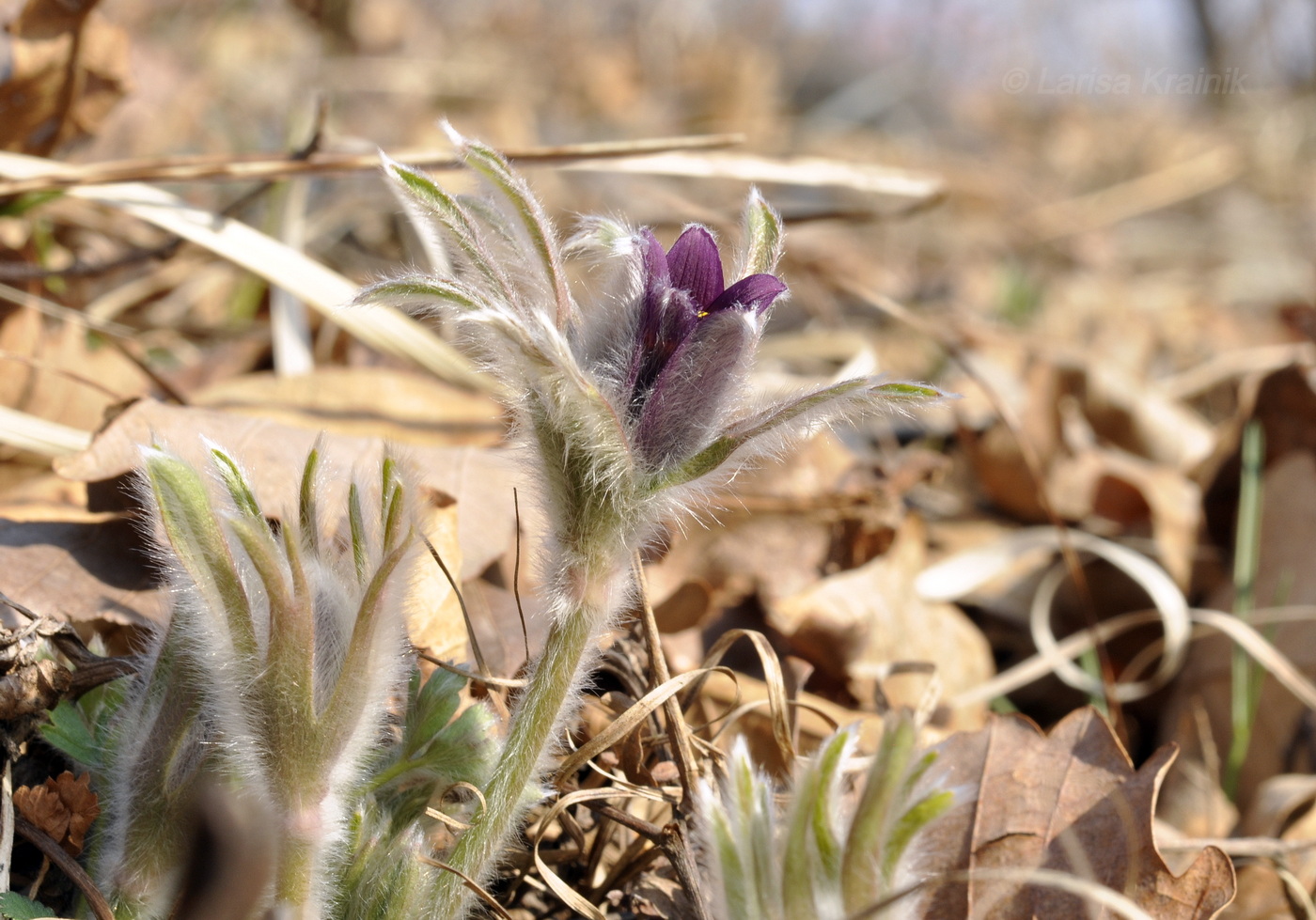 Image of Pulsatilla chinensis specimen.