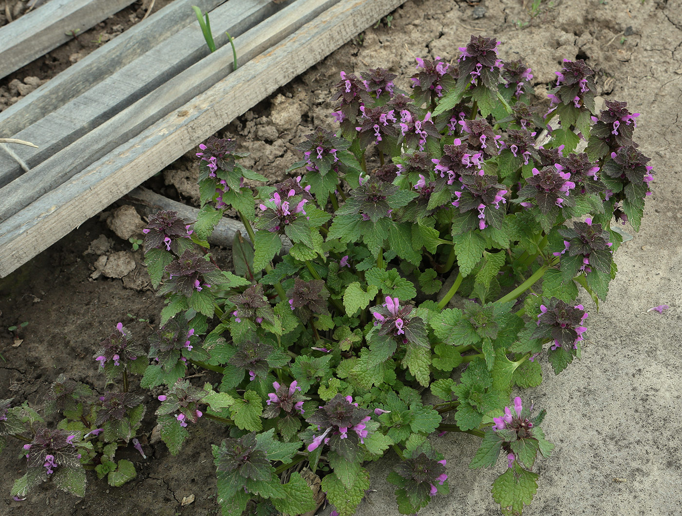 Изображение особи Lamium purpureum.