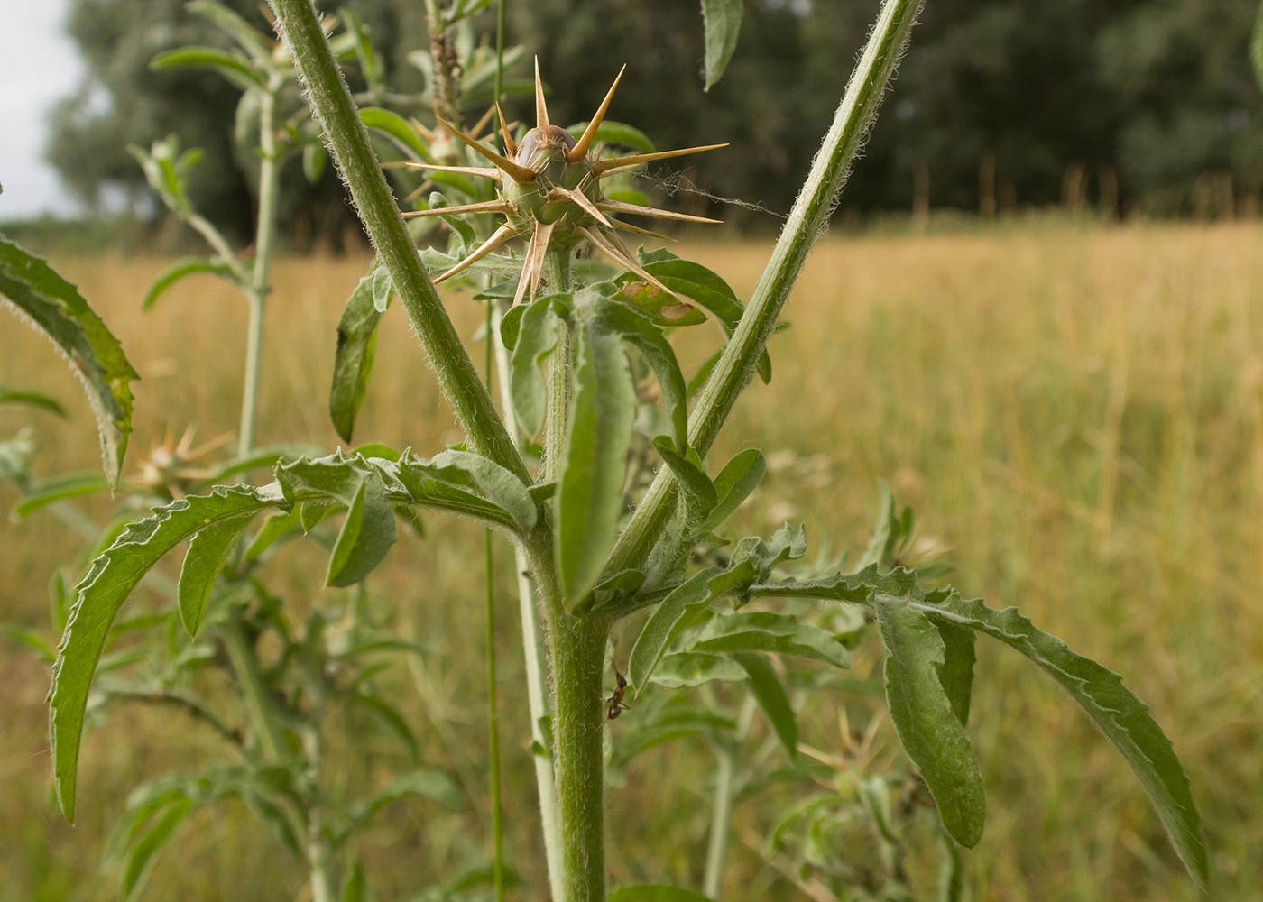 Image of Centaurea iberica specimen.