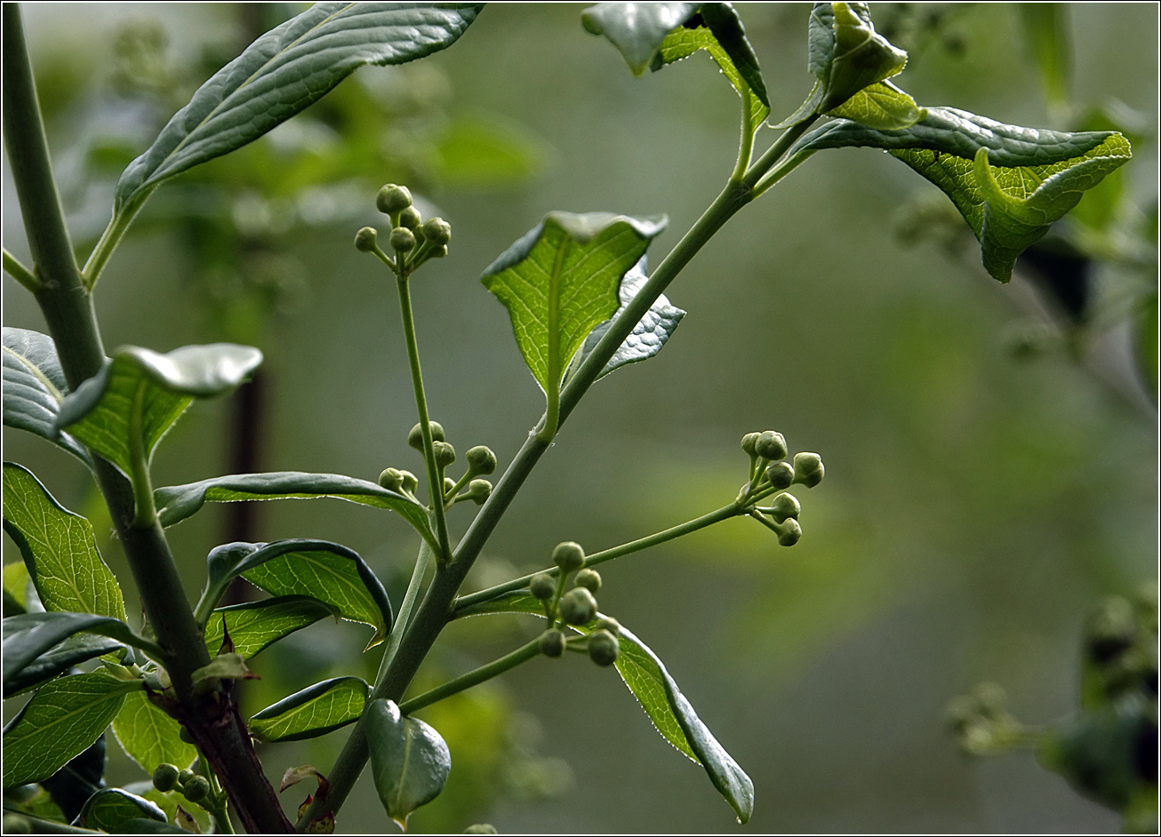 Изображение особи Euonymus europaeus.