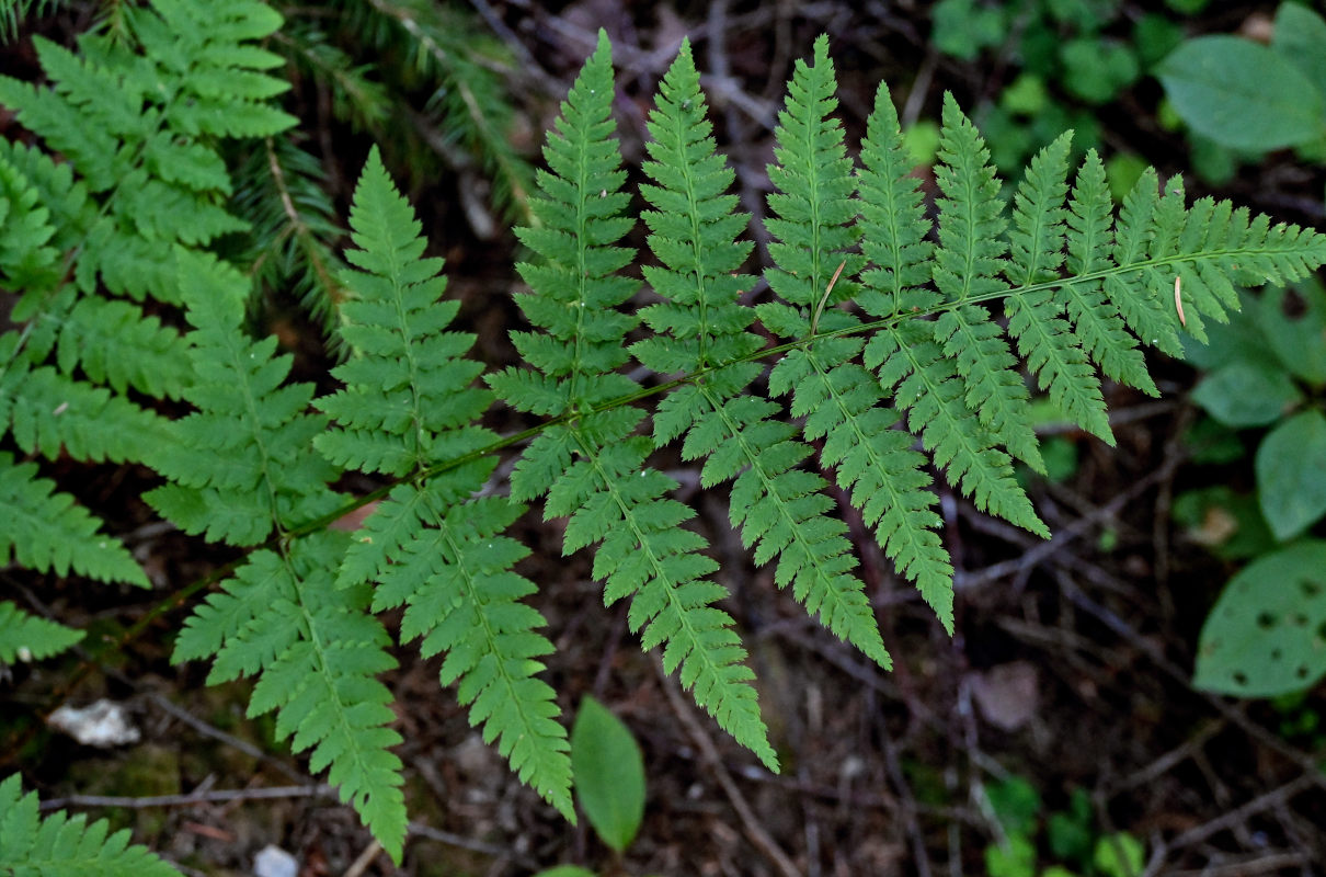 Изображение особи Dryopteris carthusiana.