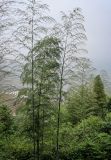 Phyllostachys pubescens. Верхушки вегетирующих растений. Китай, провинция Гуанси, рисовые террасы Лунцзи, опушка смешанного леса. 29.05.2024.