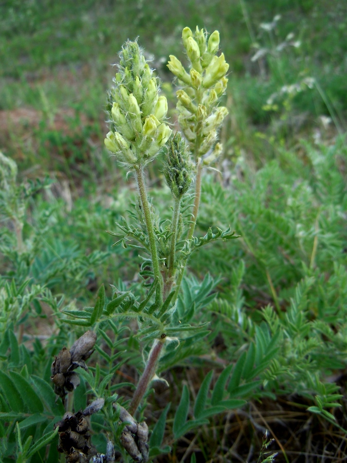 Image of Oxytropis pilosa specimen.