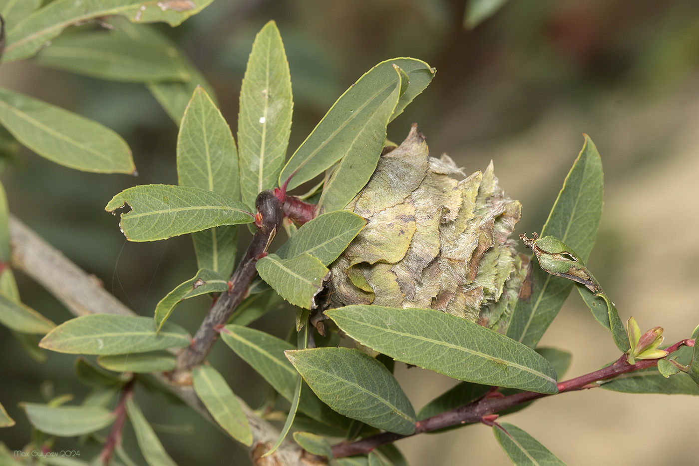 Image of Salix purpurea specimen.