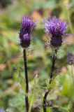 Cirsium simplex. Верхушки цветущих растений. Республика Адыгея, Майкопский р-н, Кавказский биосферный заповедник, ЮВ склон горы Оштен, выс. ок. 2500 м н.у.м., склон карстовой воронки. 10.08.2024.