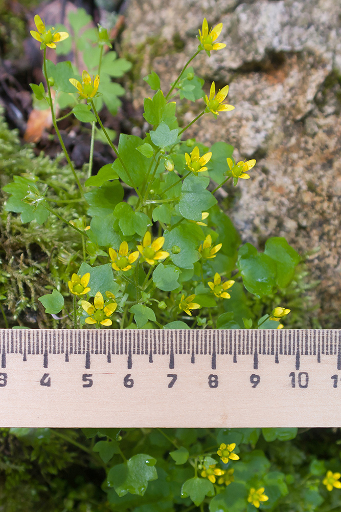 Image of Saxifraga cymbalaria specimen.