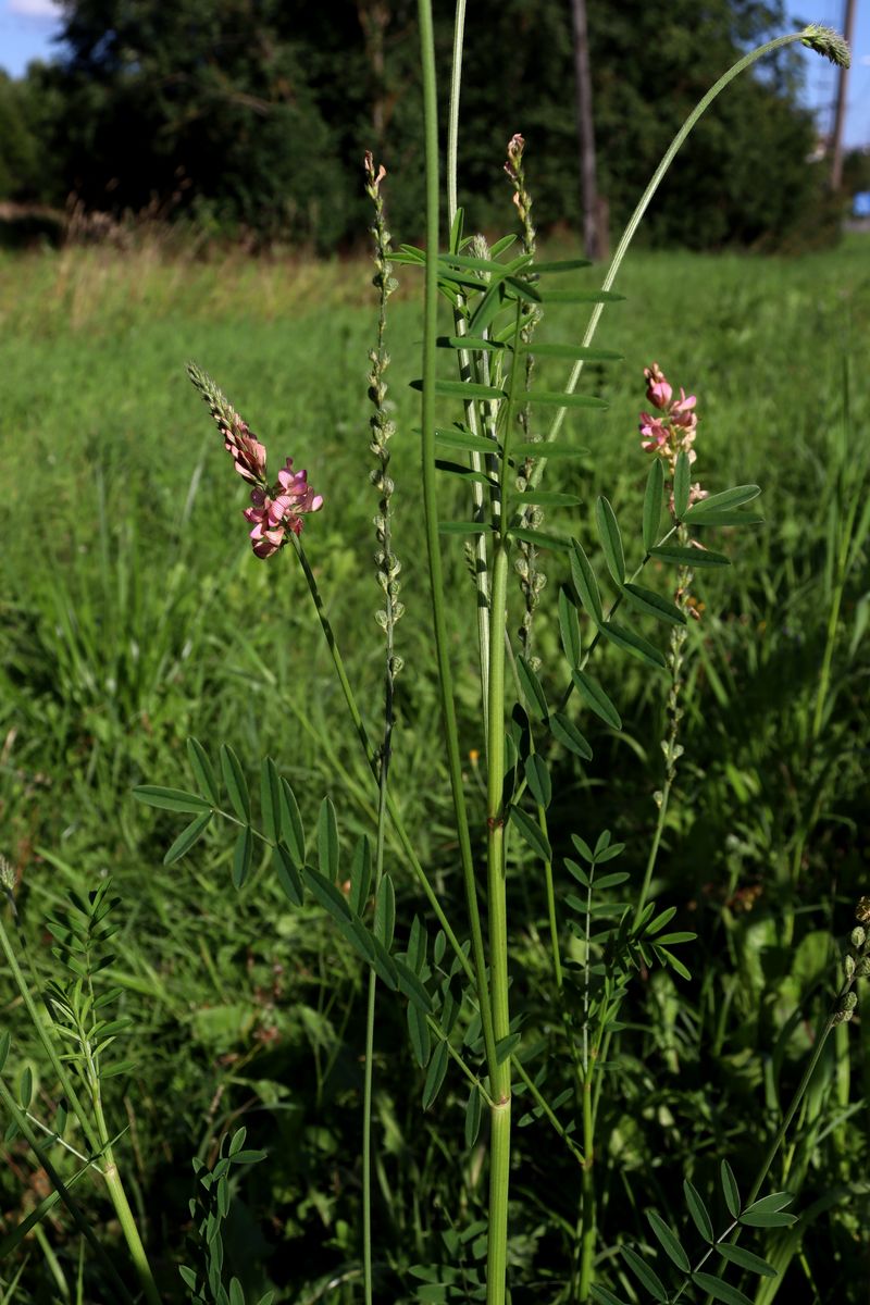 Image of Onobrychis viciifolia specimen.