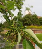 Padus virginiana. Побег с соплодиями с развивающимися плодами и листьями. Ленинградская обл., г. Выборг, набережная. 09.06.2024.