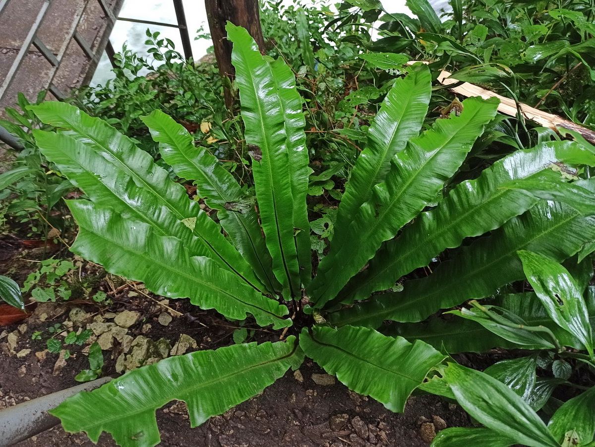 Image of Phyllitis scolopendrium specimen.