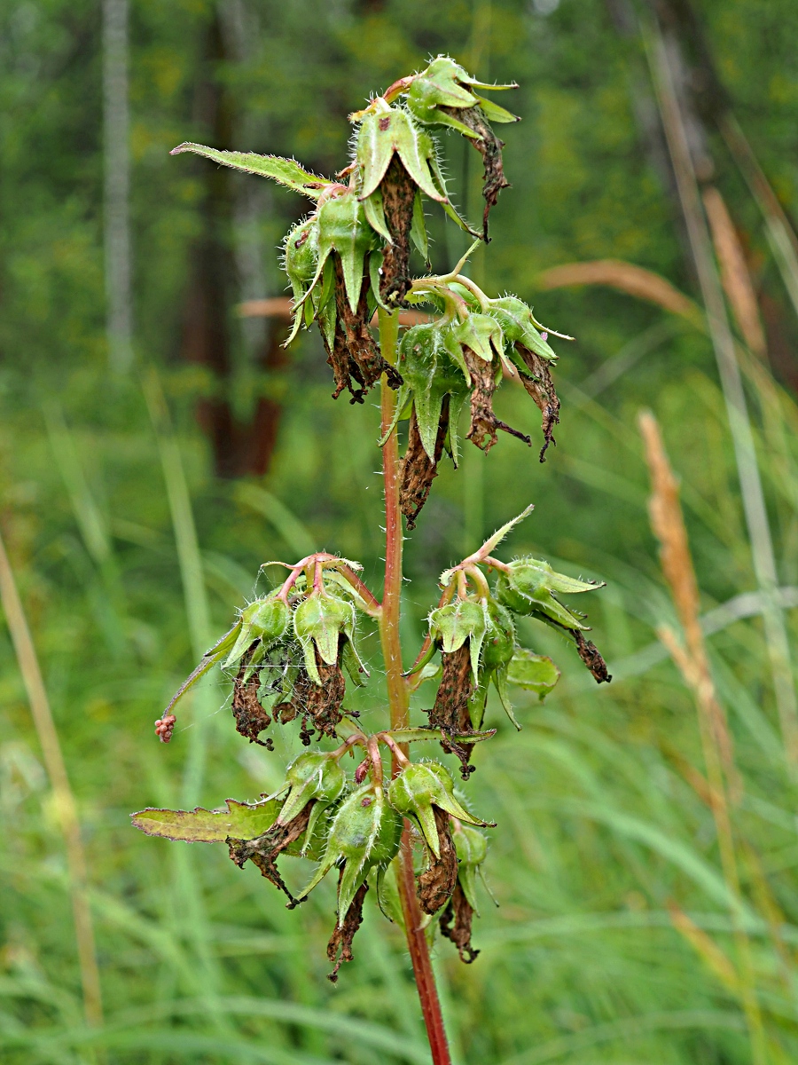 Изображение особи Campanula trachelium.