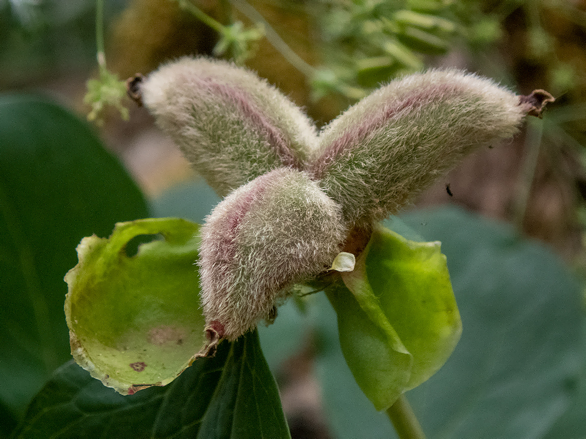 Image of Paeonia daurica specimen.