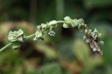 Fallopia convolvulus