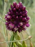 Allium rotundum