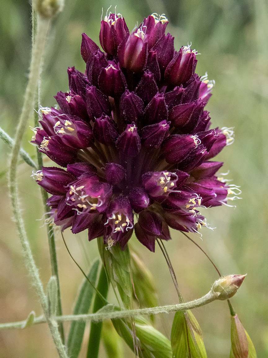 Изображение особи Allium rotundum.