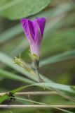 Ipomoea purpurea