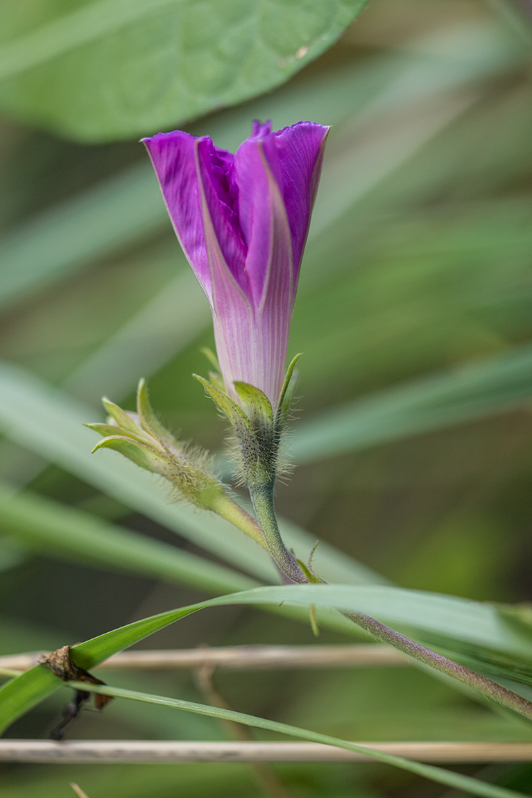 Image of Ipomoea purpurea specimen.