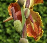 Canna indica