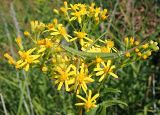 Senecio sarracenicus. Общее соцветие и сидящий кузнечик Дыбка степная (Saga pedo). Ульяновская обл., Мелекесский р-н, пойма р. Бирля, берег старицы, заросшей тростником. 12.08.2023.