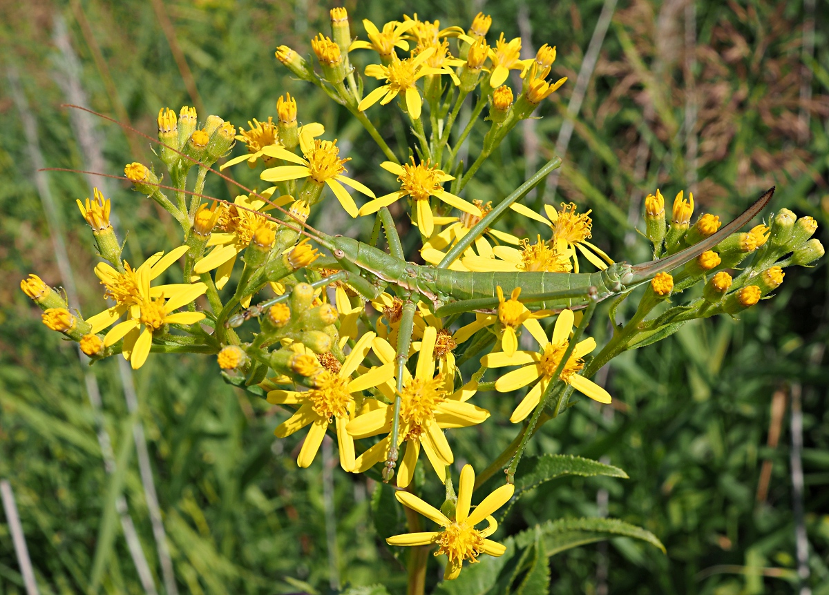 Image of Senecio sarracenicus specimen.