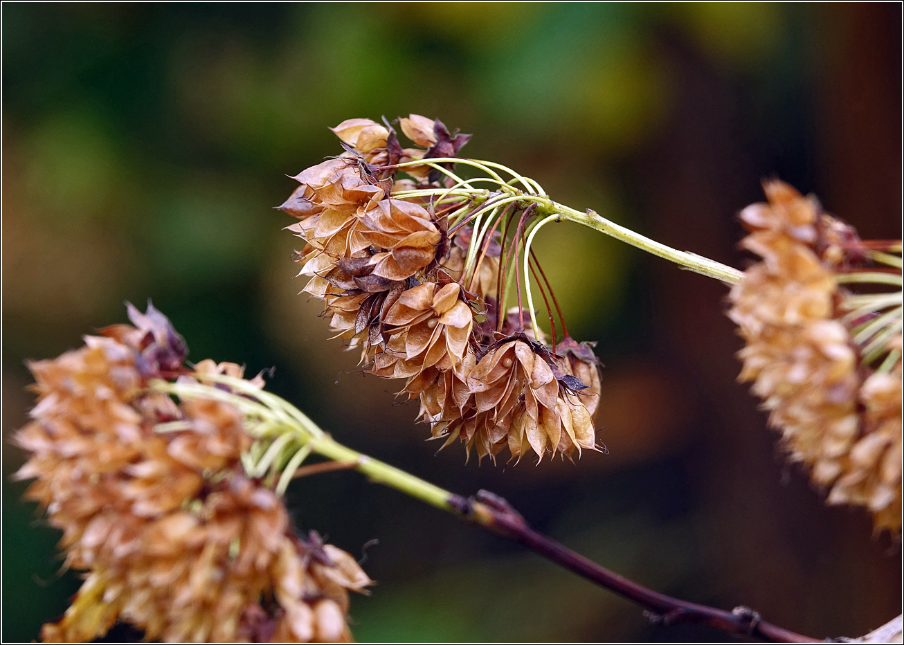 Image of Physocarpus opulifolius specimen.