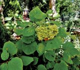 Смотреть изображение Hydrangea arborescens