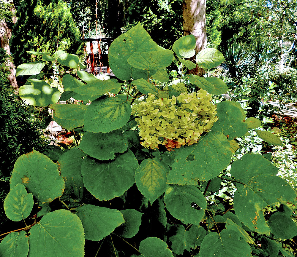 Изображение особи Hydrangea arborescens.