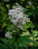 Filipendula ulmaria. Соцветие. Вологодская обл., Вологодский р-н, окр. дер. Кирики-Улита, опушка смешанного леса. 14.07.2024.