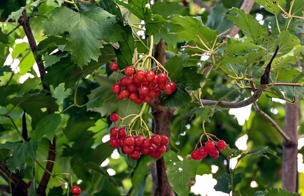 Изображение особи Viburnum opulus.