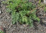View full-size image genus Pulsatilla