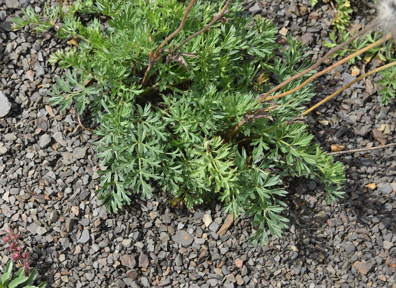 Изображение особи род Pulsatilla.