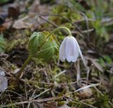 View full-size image Anemone altaica