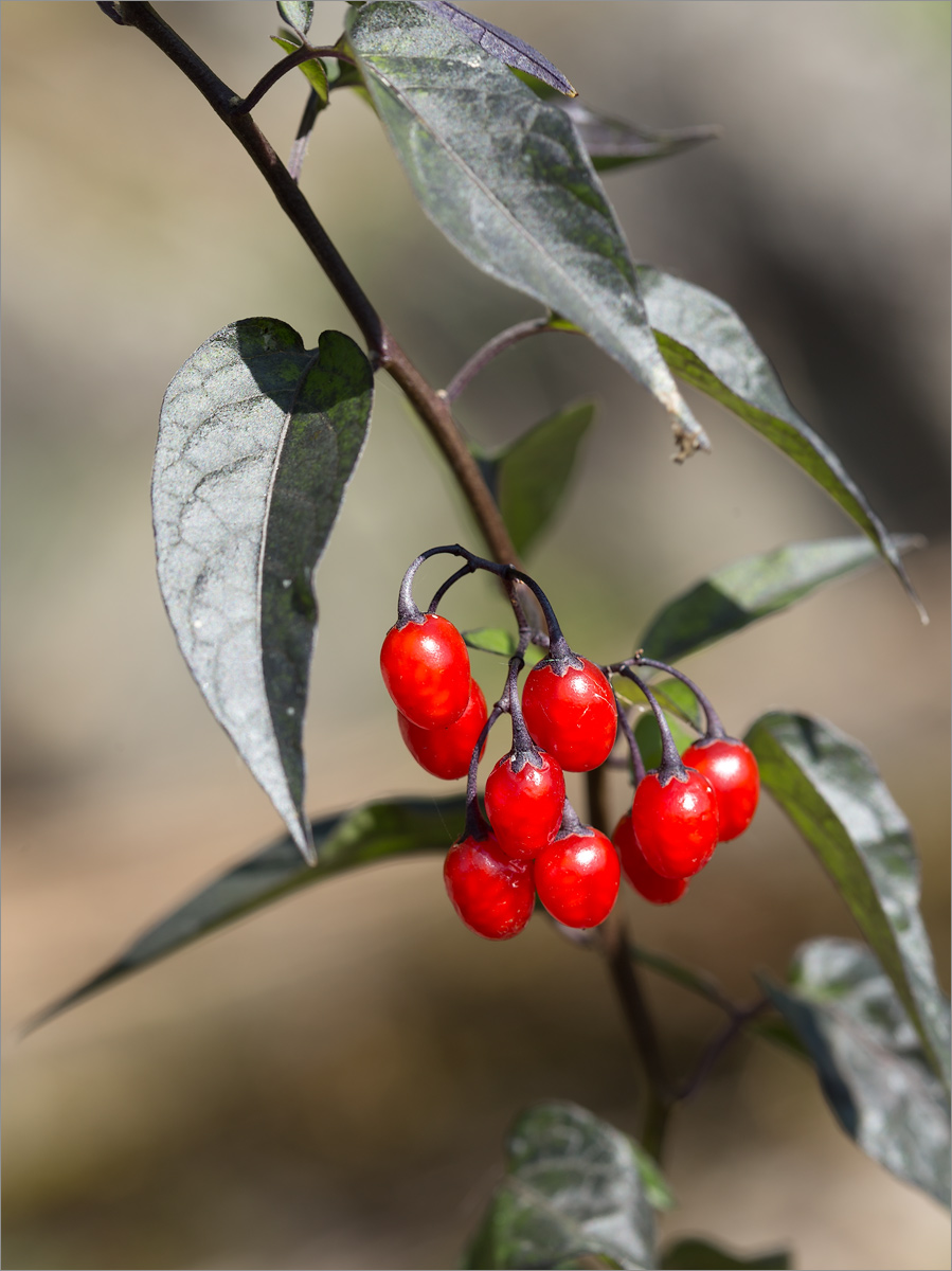 Изображение особи Solanum dulcamara.