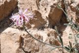 View full-size image Jurinea bucharica