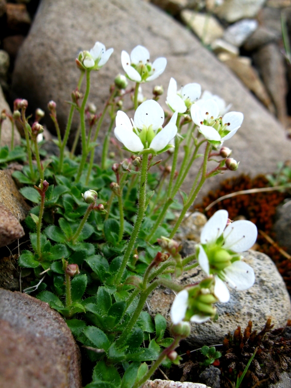 Изображение особи Micranthes merkii.