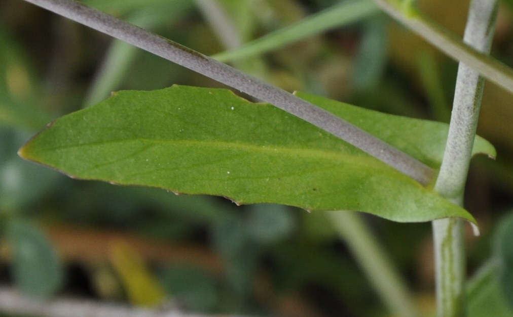 Image of Calepina irregularis specimen.