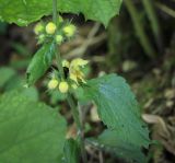 Смотреть изображение Galeobdolon luteum