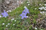View full-size image Campanula biebersteiniana